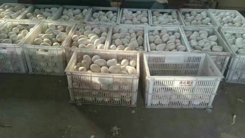 土鹅蛋食用