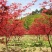美国红枫51~80cm