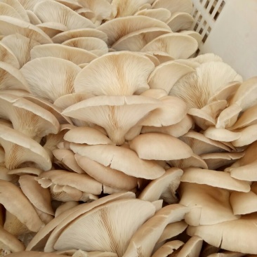 鲜平菇5~7厘米浅灰色厚