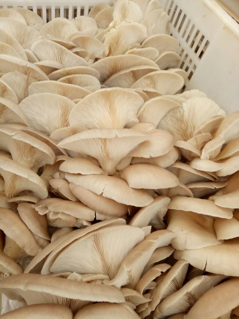 鲜平菇5~7厘米浅灰色厚