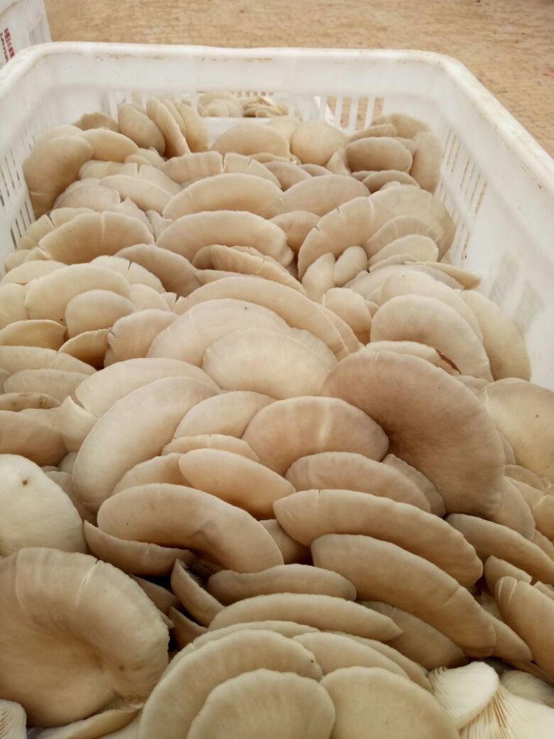 鲜平菇5~7厘米浅灰色厚