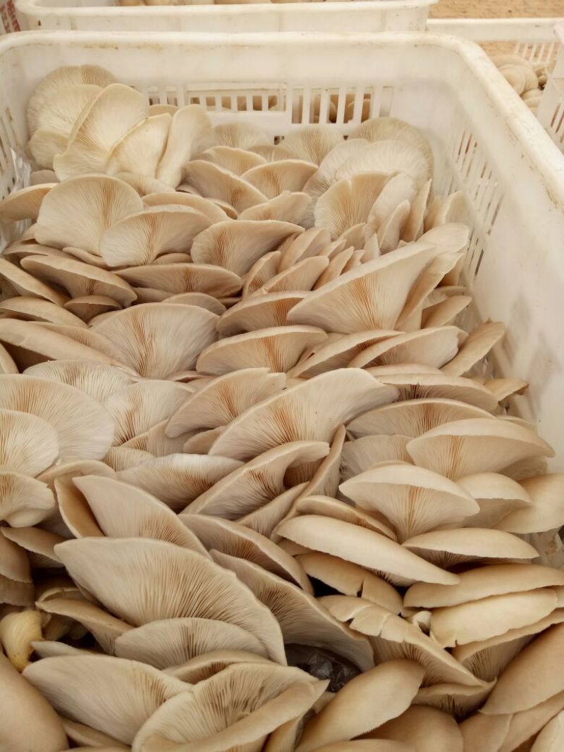 鲜平菇5~7厘米浅灰色厚