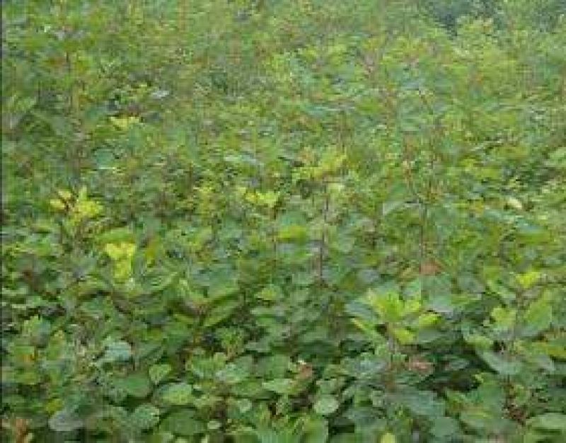 黄栌2cm以下1.5~2m