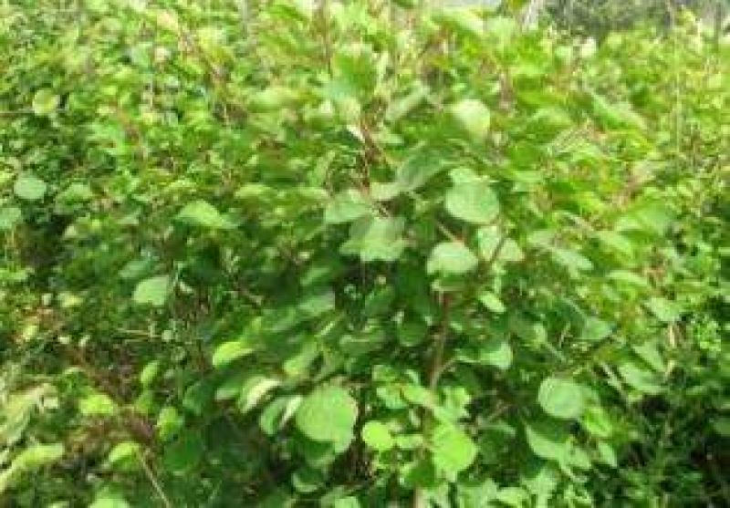 黄栌2cm以下1.5~2m