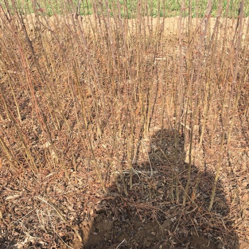 花椒苗1~2年大红袍