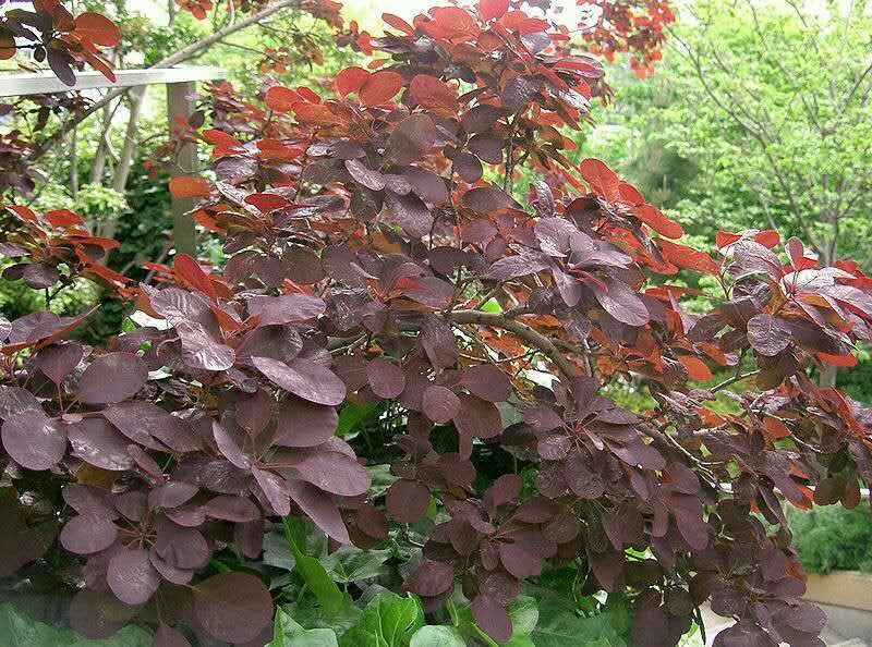 红栌苗80~100cm
