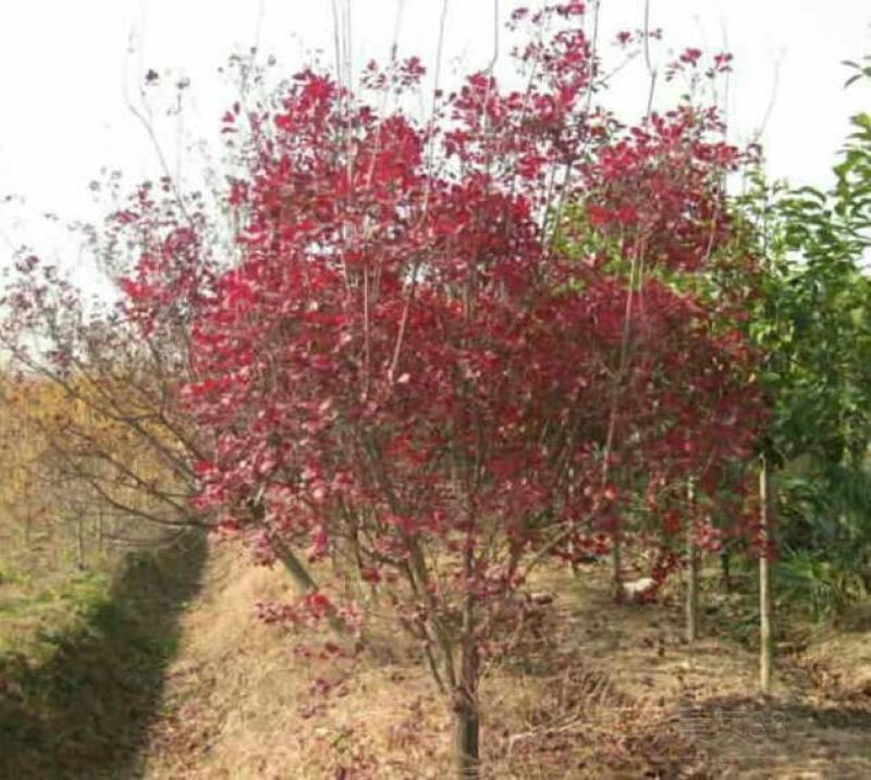 红栌苗80~100cm