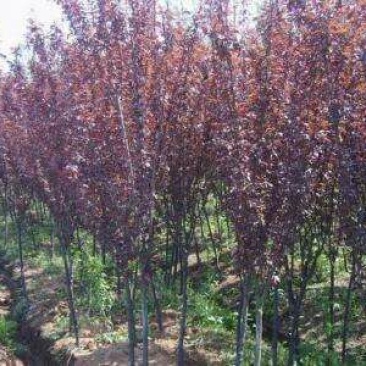 红栌苗80~100cm