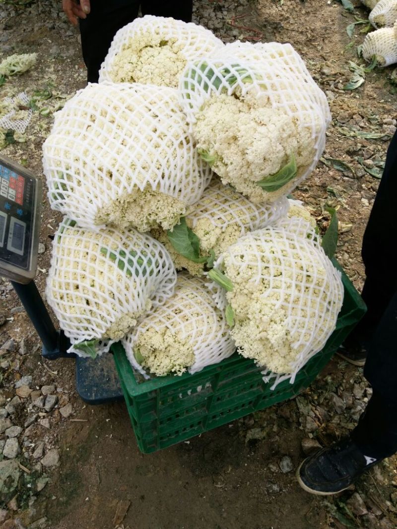 散花菜