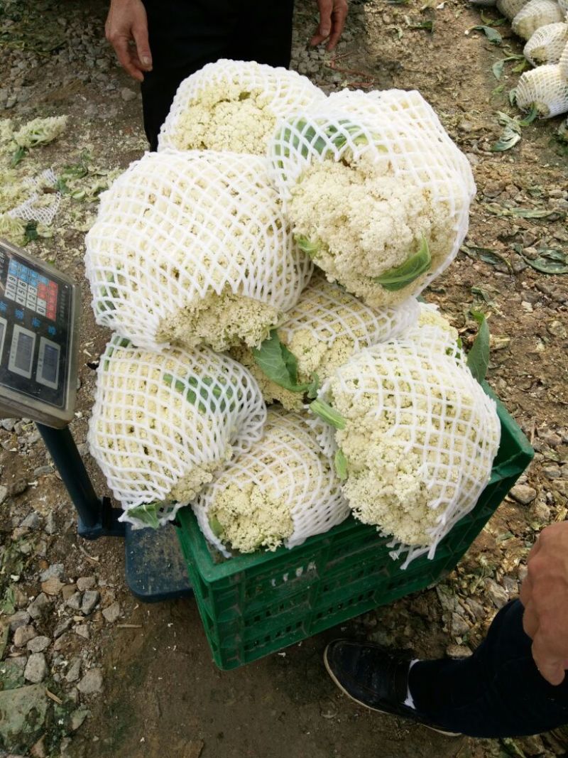 散花菜