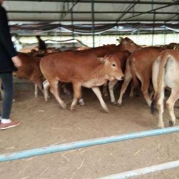 牛犊100~200kg