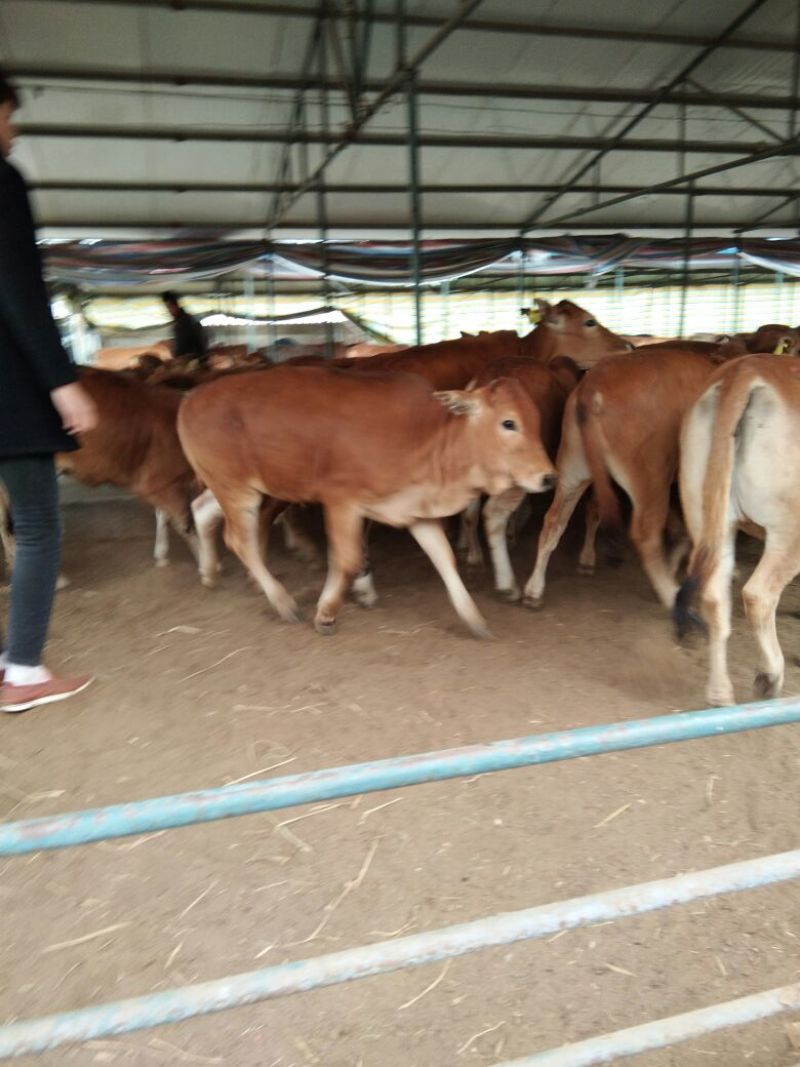 牛犊100~200kg