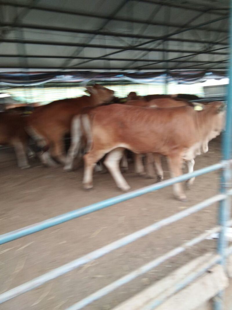 牛犊100~200kg