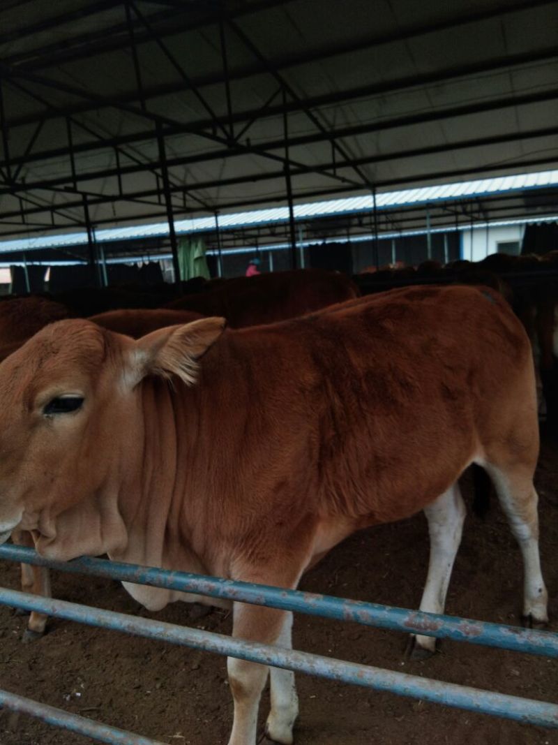 牛犊100~200kg