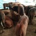 牛犊100~200kg