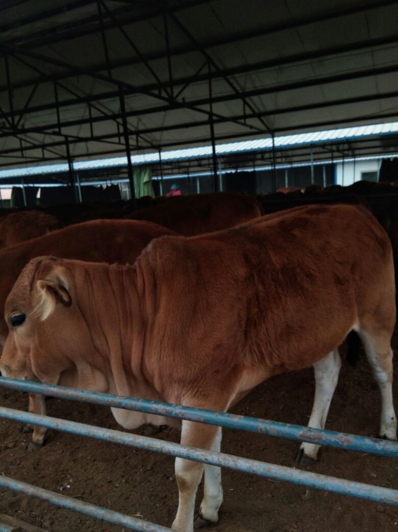 牛犊100~200kg