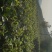 普洱绿茶