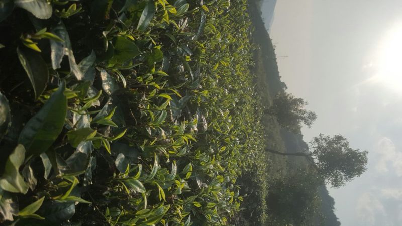 普洱绿茶