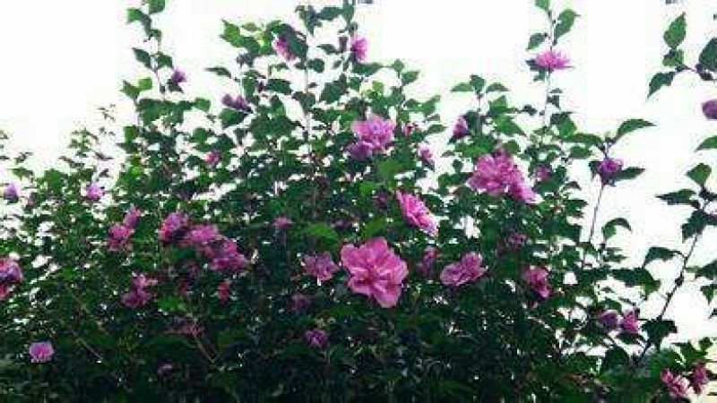 红花木槿树2~4cm4cm以下0.5~1米