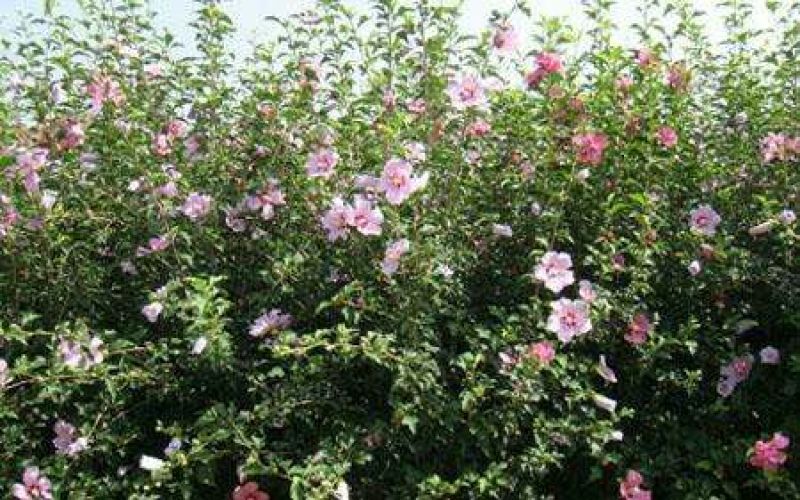 红花木槿树2~4cm4cm以下0.5~1米