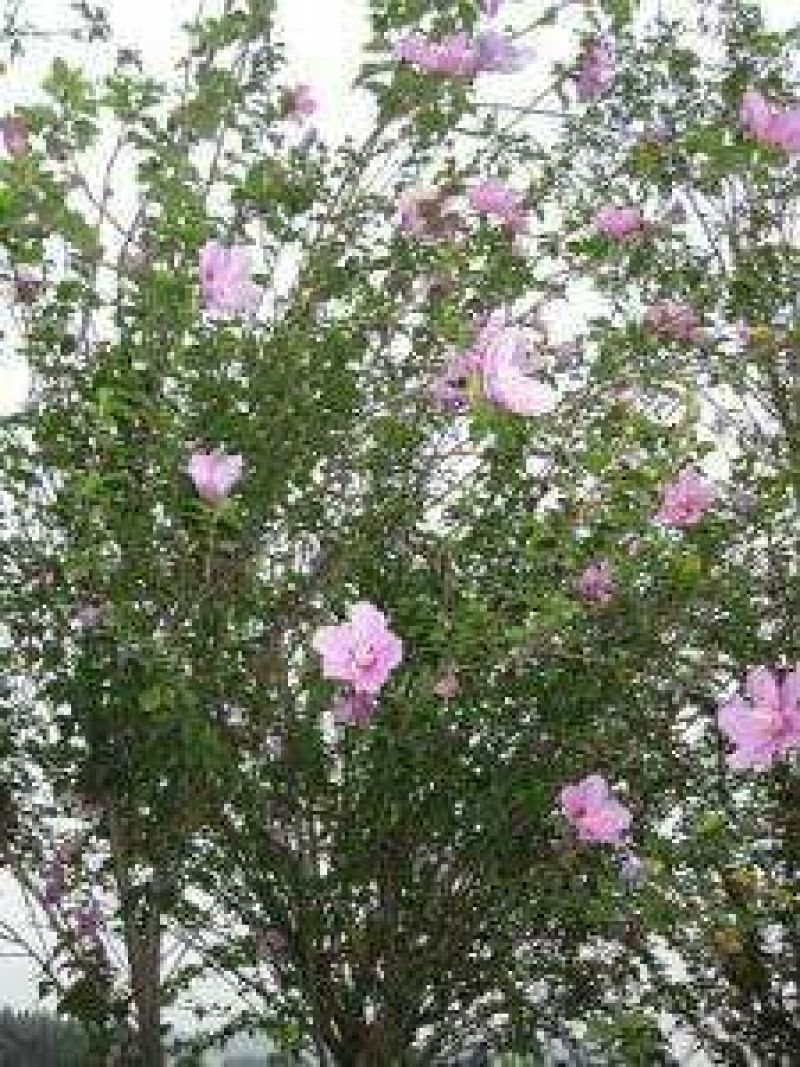 红花木槿树2~4cm4cm以下0.5~1米