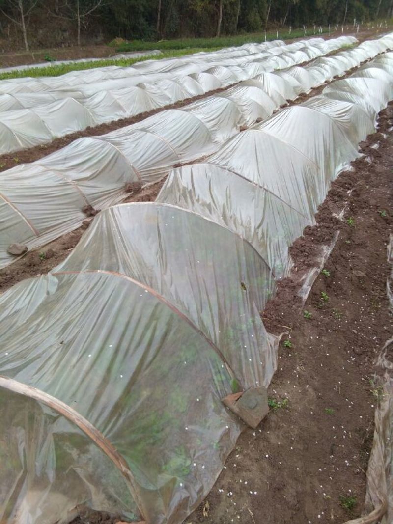 香橙奶苗5叶夹心