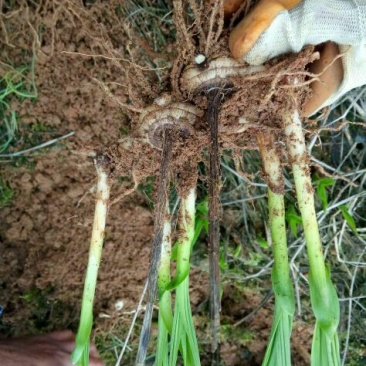 三叉白芨种苗40~50cm农村有土地想致富种中药材