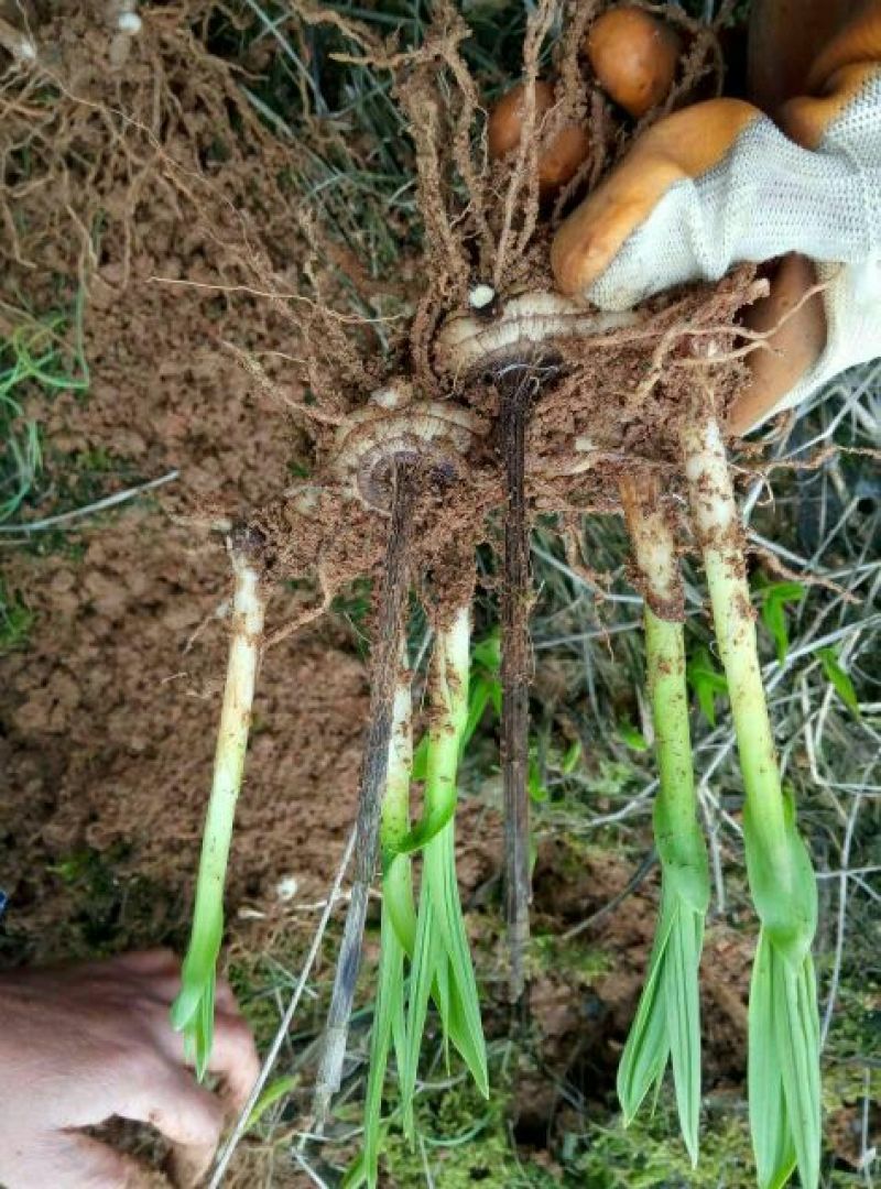三叉白芨种苗40~50cm农村有土地想致富种中药材