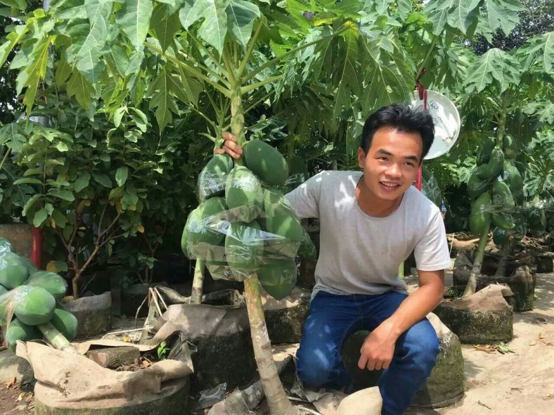 木瓜树苗10~20cm