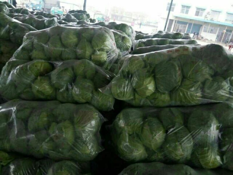精品甘蓝大量上市产地直发品质保证，欢迎各位老板前来选购。