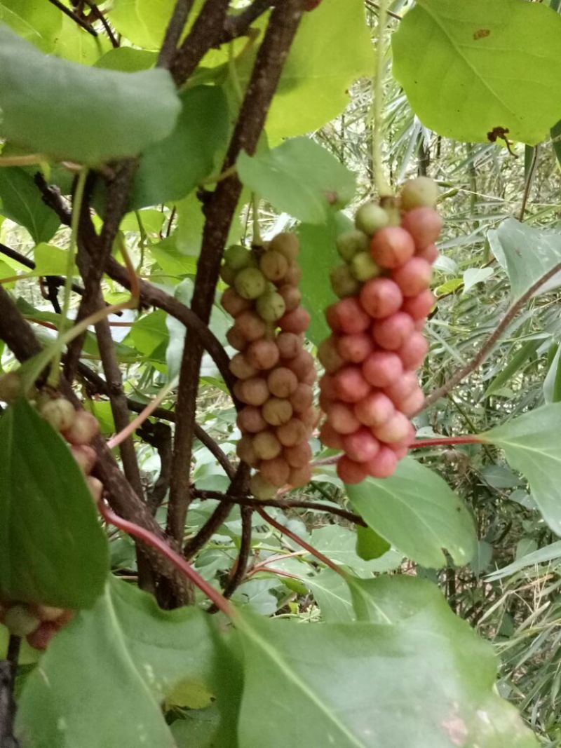 一年生药食两用南五味子苗