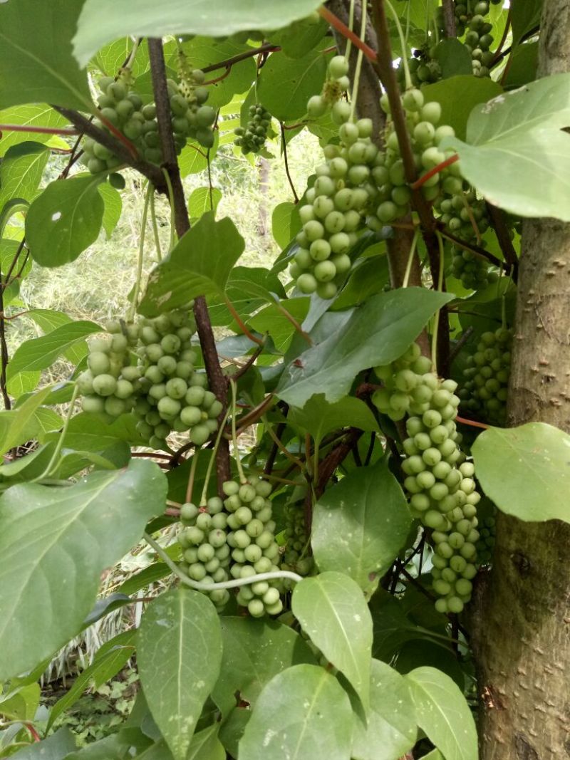 一年生药食两用南五味子苗