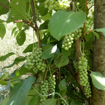 一年生药食两用南五味子苗