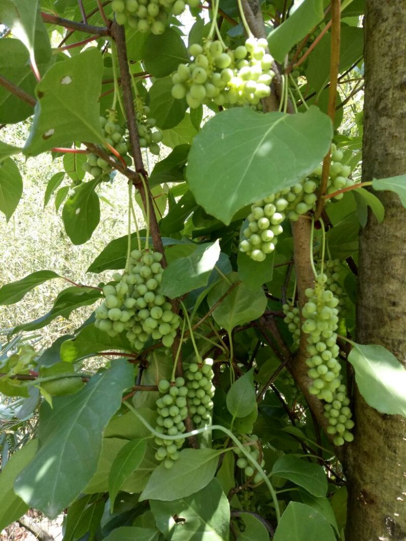 一年生药食两用南五味子苗