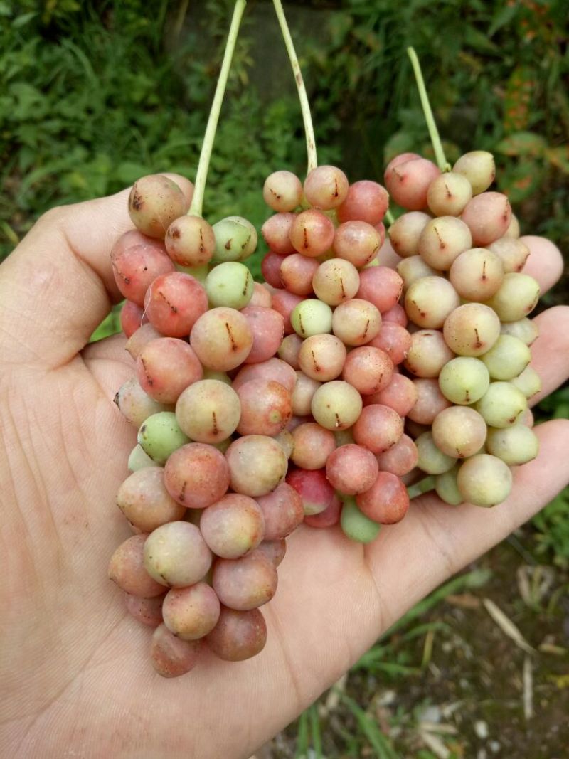 一年生药食两用南五味子苗
