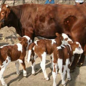 肉牛