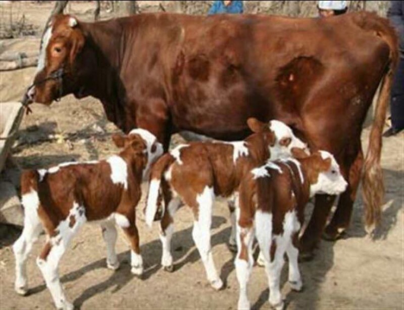 肉牛