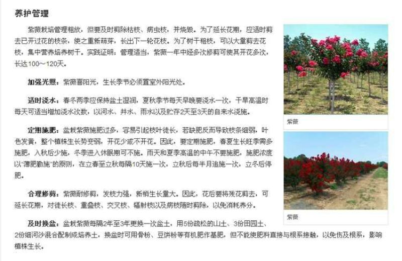 百日红2cm以下0.5~1米1米以下