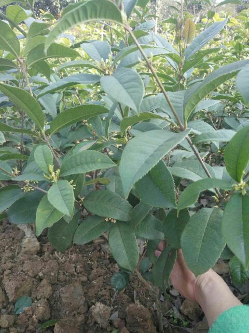 栀子花2cm以下4cm以下0.5米以下