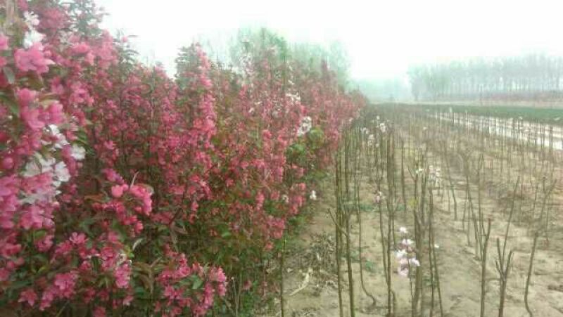 北美绚丽海棠苗