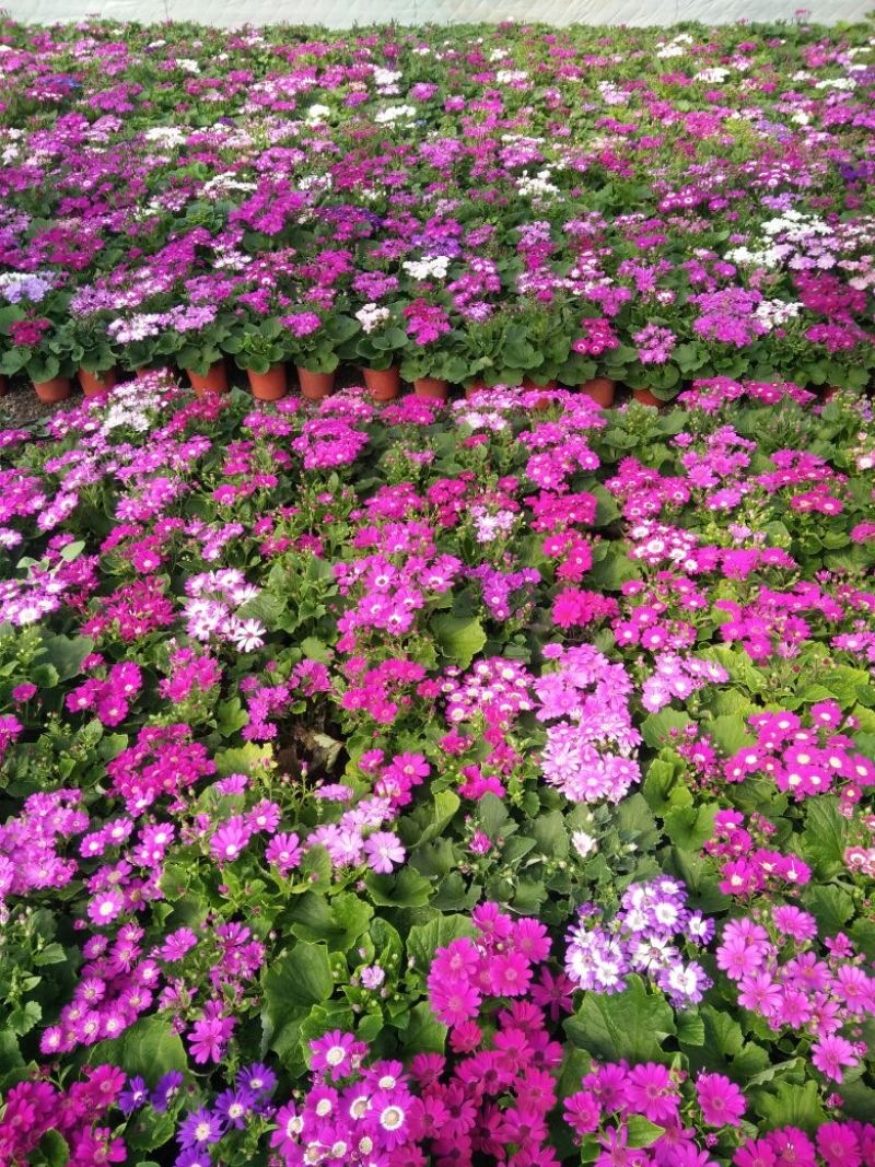 凤仙盆花颜色鲜艳花色多规格齐全价格合理发货及时