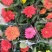 凤仙盆花颜色鲜艳花色多规格齐全价格合理发货及时