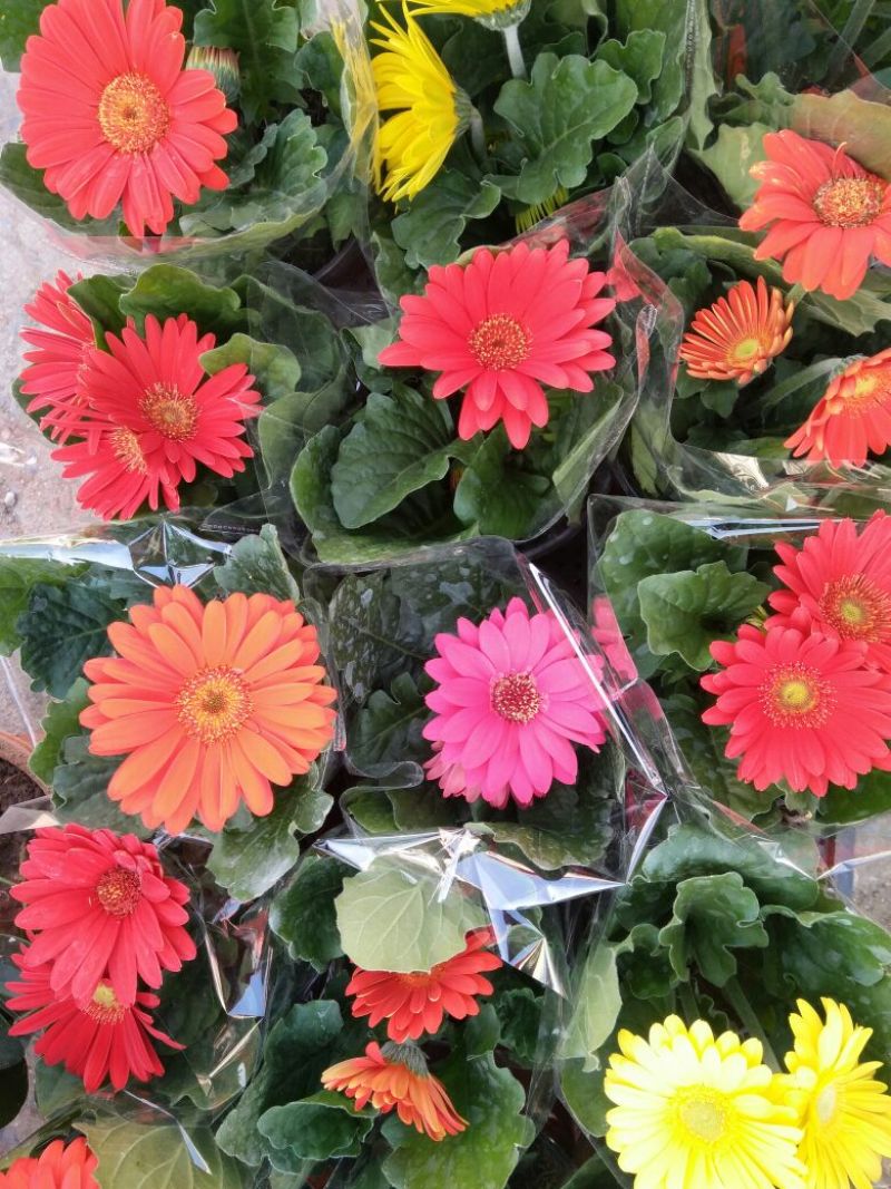 凤仙盆花颜色鲜艳花色多规格齐全价格合理发货及时