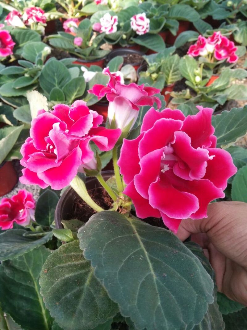 凤仙盆花颜色鲜艳花色多规格齐全价格合理发货及时