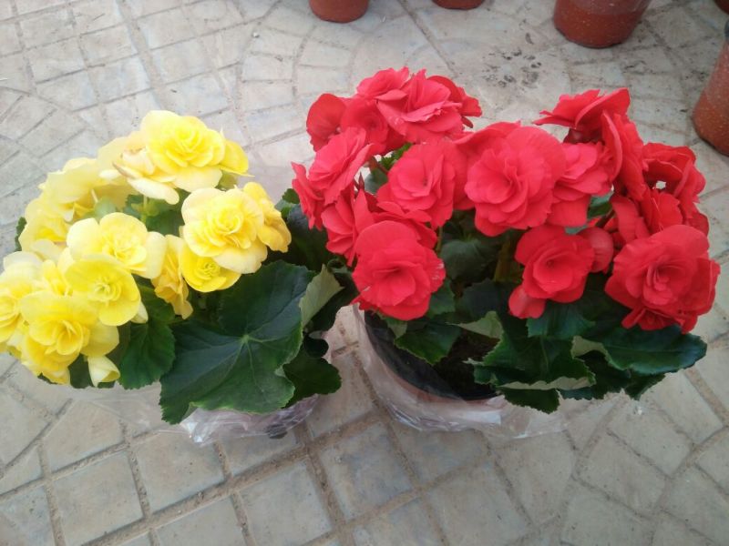 凤仙盆花颜色鲜艳花色多规格齐全价格合理发货及时