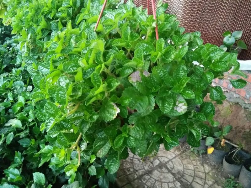 口红花花苞多价合理发货及时质量保证价格合理