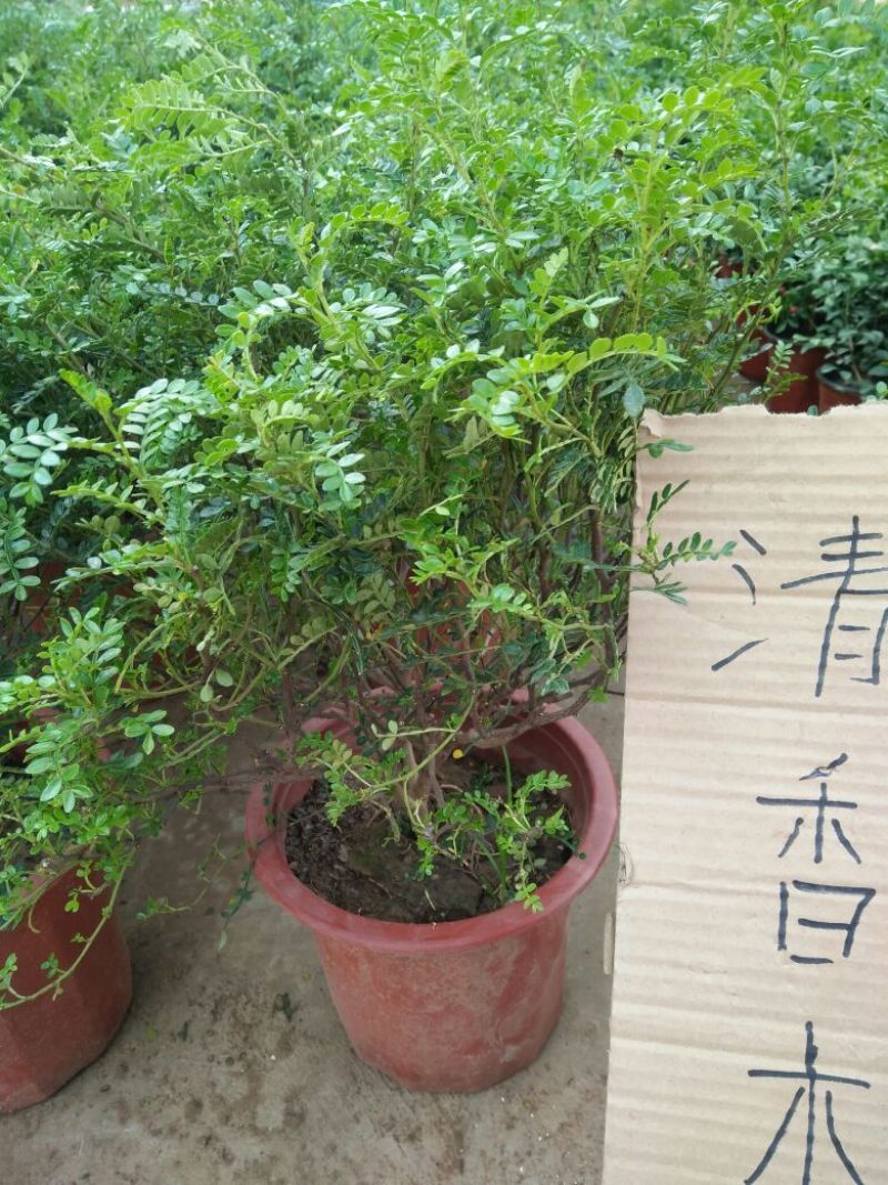 绿萝密实度高价格合理质量保证发货及时规格齐全