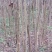 紫薇树2~4cm1.5~2米1米以下