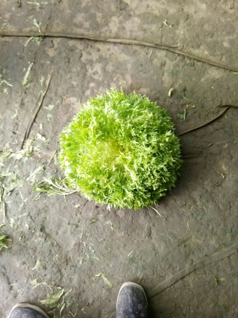 苦苣菜