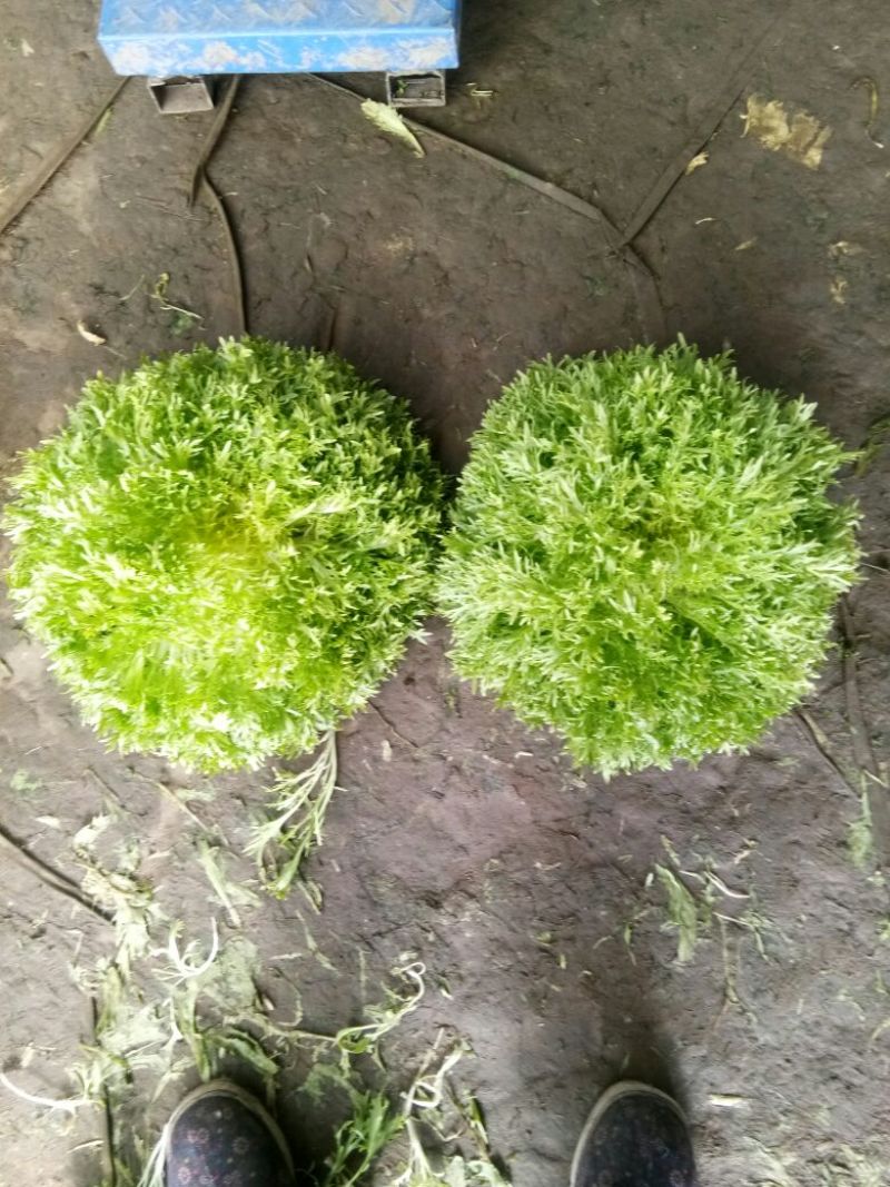 苦苣菜
